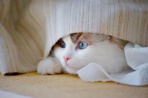 家庭内暴力について匿名で相談する方法は？